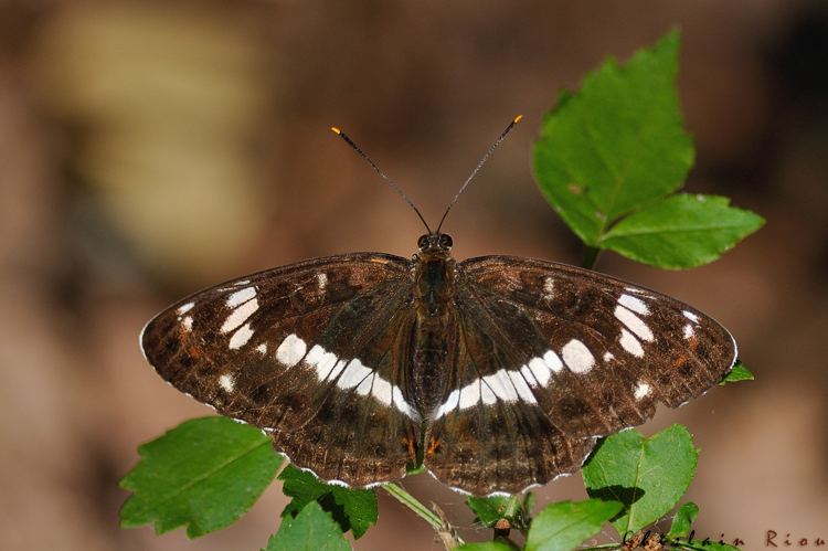 Limenitis camilla, Fonbeauzard 31 &copy; Ghislain Riou