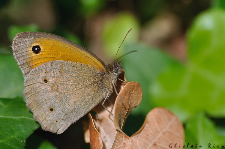Maniola jurtina, Fonbeauzard 31 &copy; Ghislain Riou