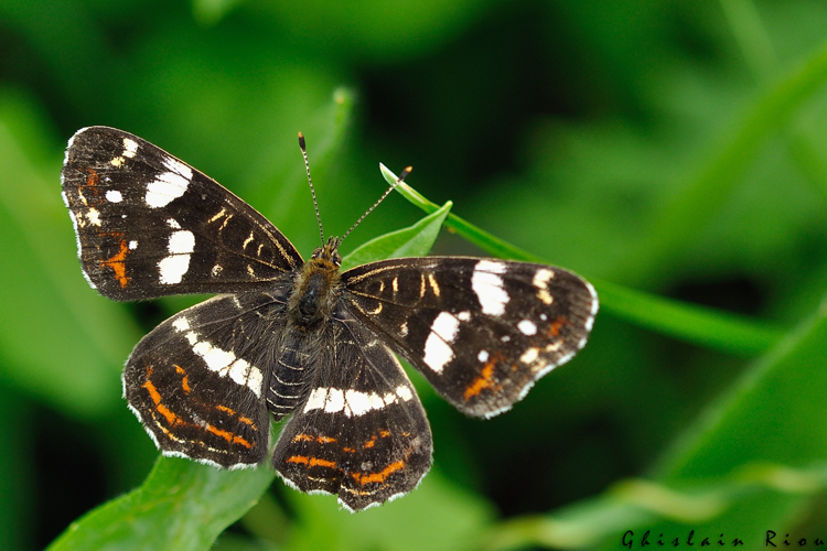 Araschnia levana, Pontis Inard 31 &copy; Ghislain Riou