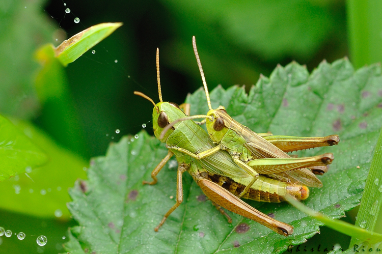 Pseudochorthippus parallelus, Pointis Inard 31 &copy; Ghislain Riou