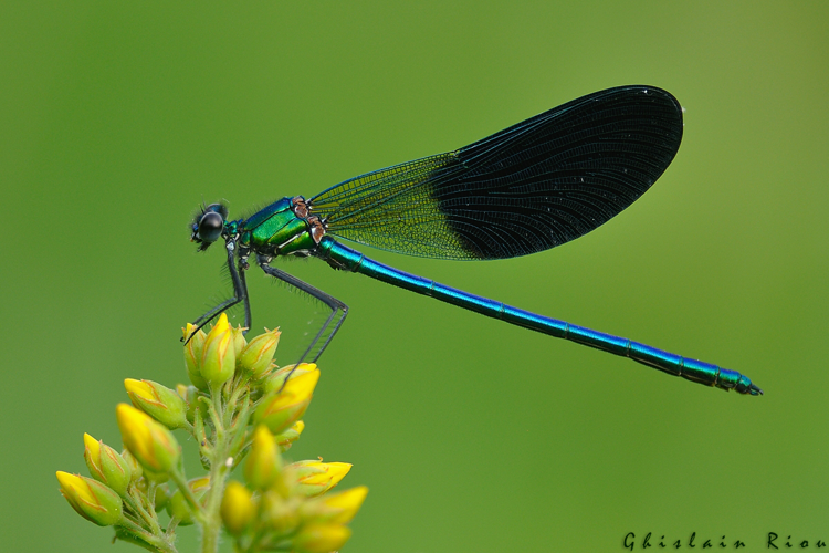 Calopteryx xanthostoma, Portet-sur-Garonne 31 &copy; Ghislain Riou