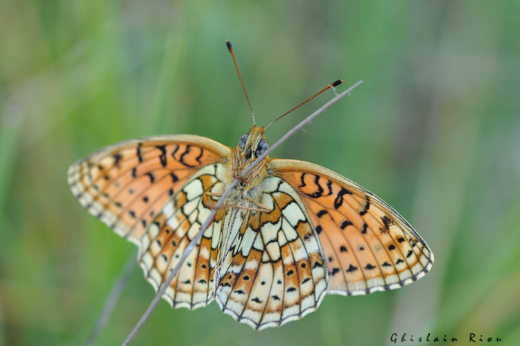 Brenthis hecate, Saint-Arailles 32 &copy; Ghislain Riou