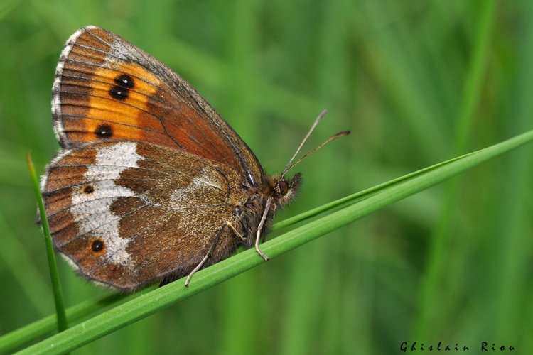 Erebia euryale, Le Pla 09 &copy; Ghislain Riou