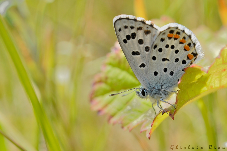 Pseudophilotes baton, Ordan Laroque 32 &copy; Ghislain Riou