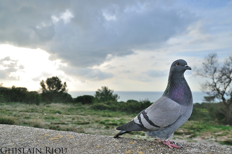 Pigeon biset, Sète 34 &copy; Ghislain Riou