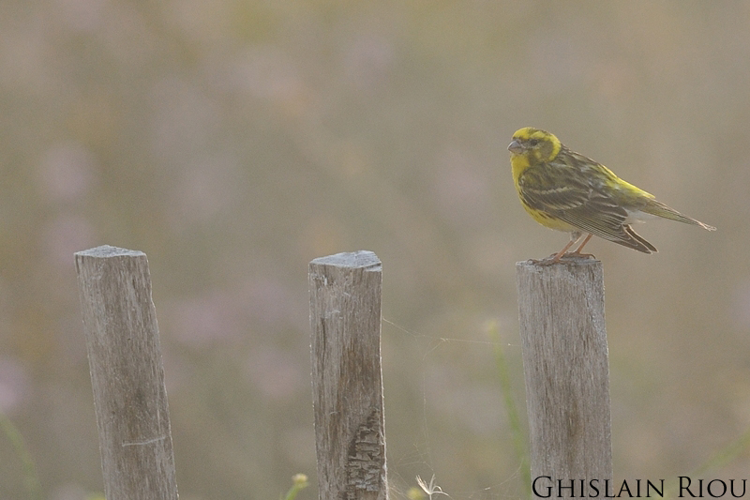 Serin cini, Leucate 11 &copy; Ghislain Riou