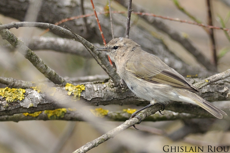 Pouillot de Sibérie, Pérols 34 &copy; Ghislain Riou