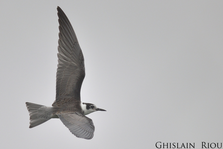 Guifette noire, Fleury 11 &copy; Ghislain Riou