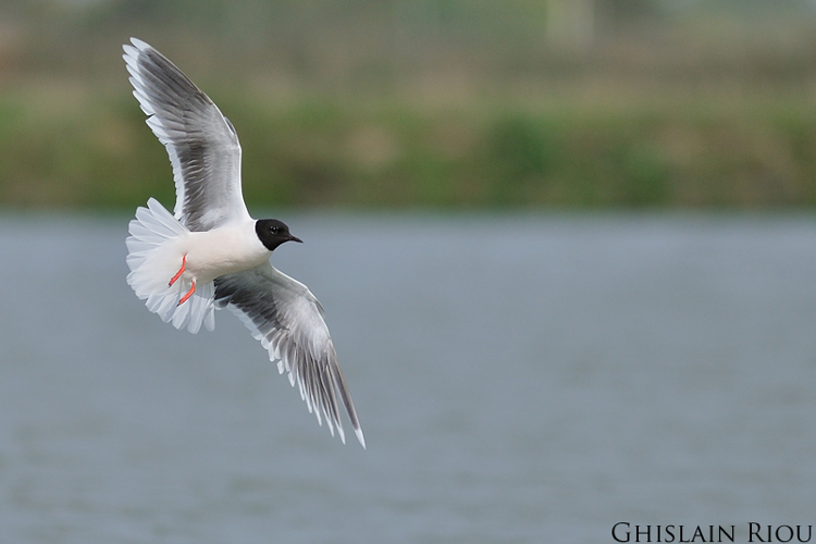 Mouette pygmée, Portiragnes 34 &copy; Ghislain Riou