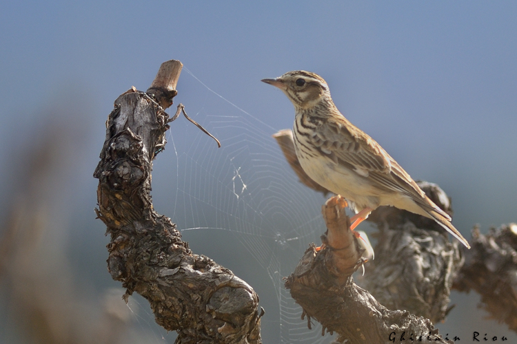 Alouette lulu, mars 2014, Vivès 66 &copy; Ghislain Riou