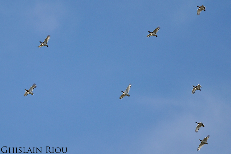 Outarde canepetière, Béziers 34 &copy; Ghislain Riou