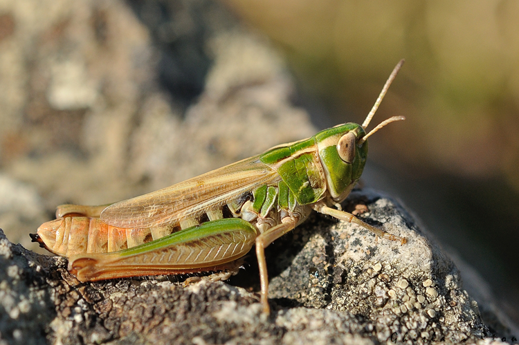 Stenobothrus stigmaticus femelle, Saint-Génies-de-Varensal 34 &copy; Ghislain Riou