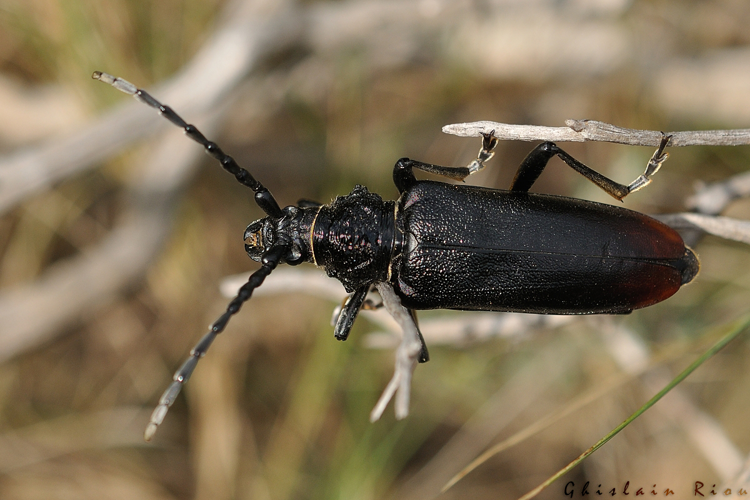 Cerambyx miles, Lédenon 30 &copy; Ghislain Riou