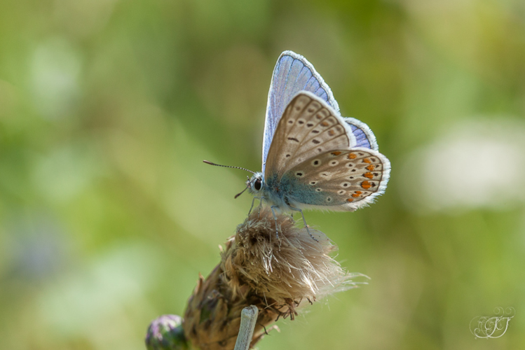 Azuré commun (Polyommatus icarus) mâle &copy; Jessica Joachim