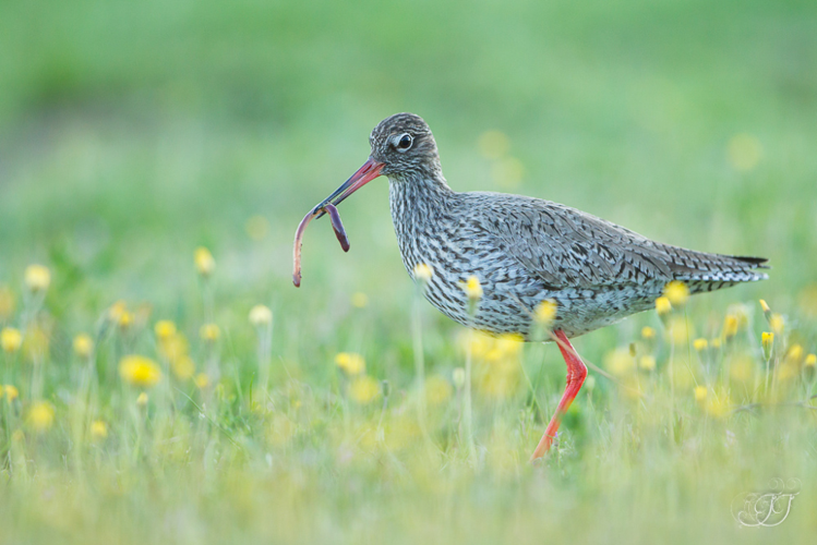 Chevalier gambette (Tringa totanus) &copy; Jessica Joachim