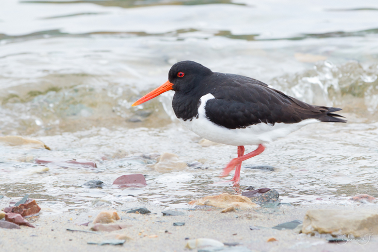Huîtrier pie (Haematopus ostralegus) &copy; Jessica Joachim