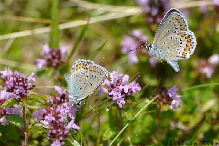 Plebejus idas, Aston 09 &copy; Ghislain Riou