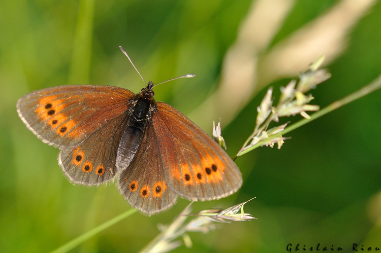 Erebia epiphron, Aston 09 &copy; Ghislain Riou