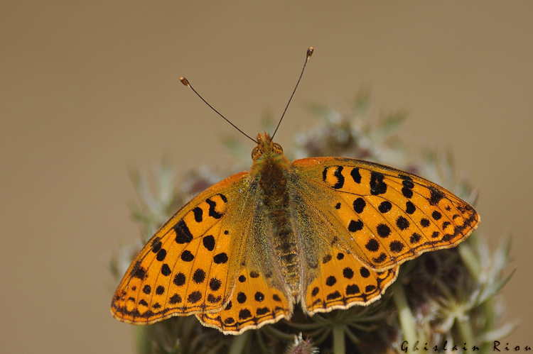 Issoria lathonia, Fonbeauzard 31 &copy; Ghislain Riou