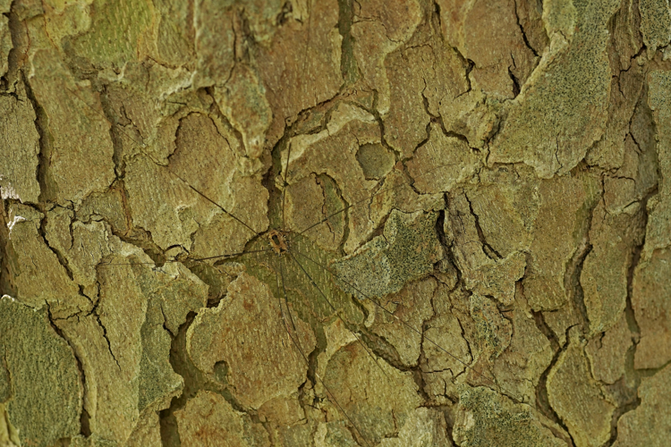 Leiobunum rotundum (Aussos - Gers) &copy; Laurent Barthe