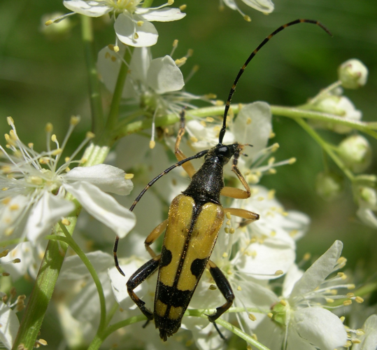 Lepture tacheté - Rutpela maculata (Ordan-Larroque - Gers) &copy; Laurent Barthe