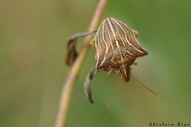 Ancyrosoma leucogrammes, Merles 82 &copy; Ghislain Riou
