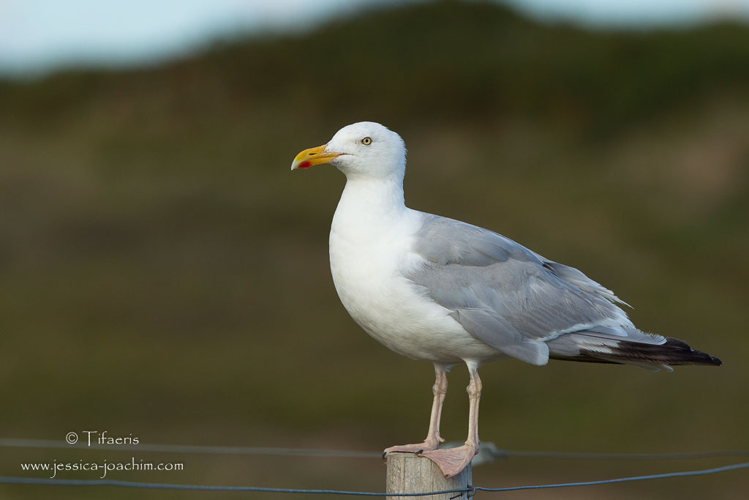 Goéland argenté - Larus argentatus &copy; 
