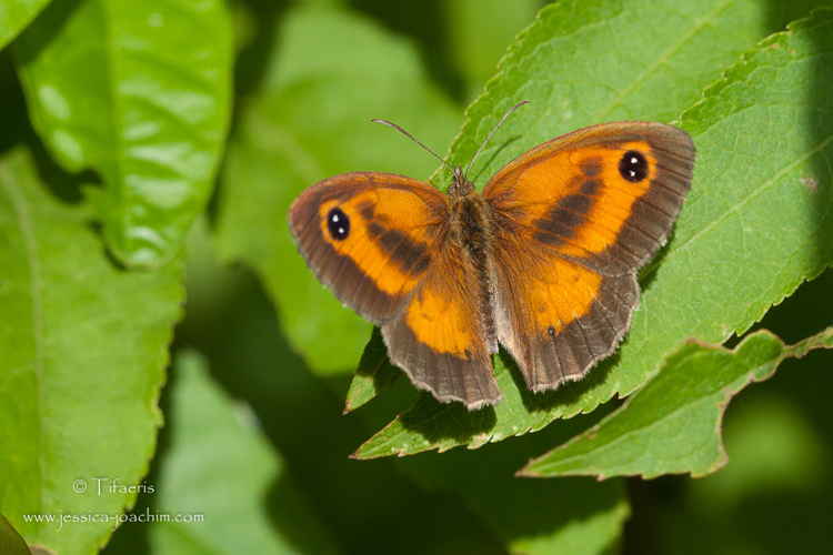 Amaryllis - Pyronia tithonus &copy; Jessica Joachim