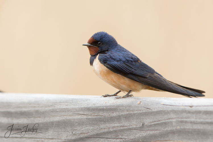 Hirondelle rustique - Hirundo rustic (Narbonne - Gard) &copy; Jessica Joachim