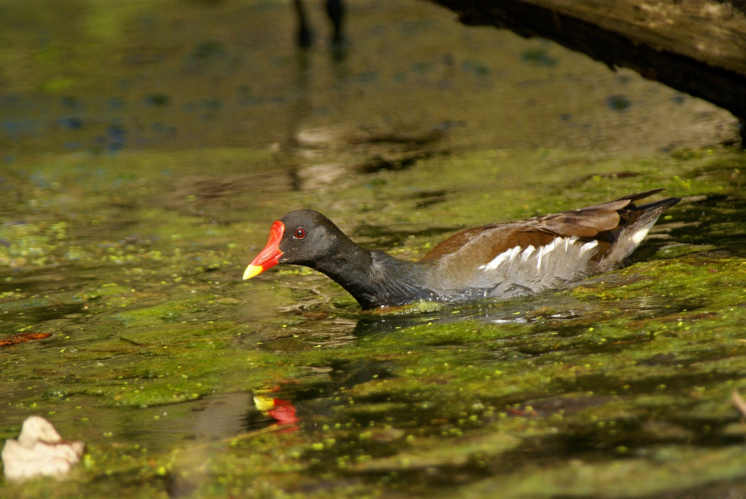Poule-d'eau -  Gallinula chloropus (Ordan-Larroque - Gers) &copy; Laurent Barthe