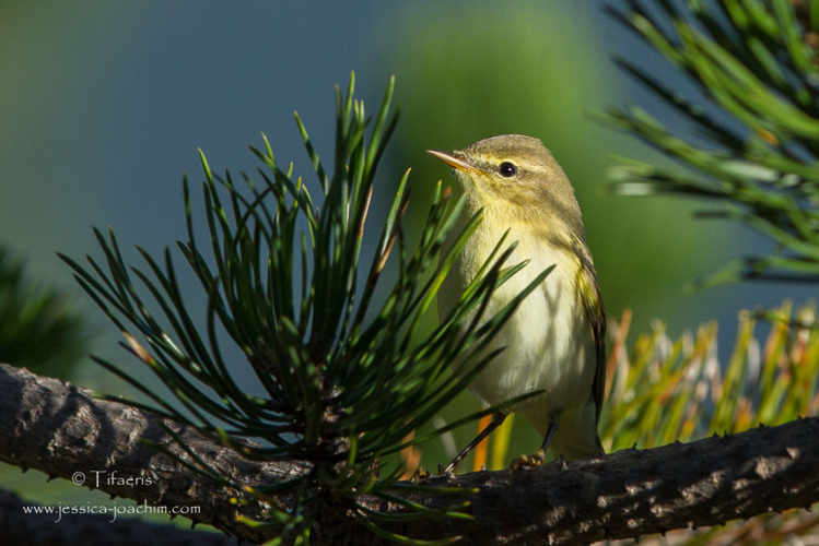 Pouillot fitis - Phylloscopus trochilus (Plateau de Beille - Ariège) &copy; Jessica Joachim