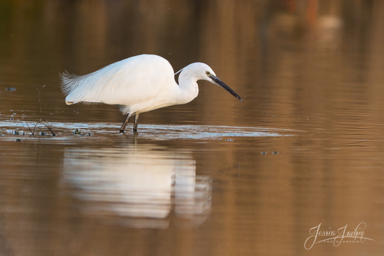 Aigrette garzette - Egretta garzetta (Mazères - Ariège) &copy; Jessica Joachim