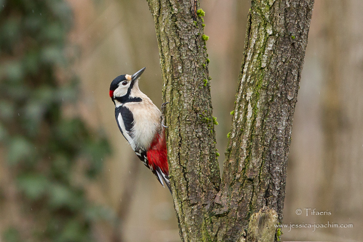 Pic épeiche - Dendrocopos major (Mazères - Ariège) &copy; Jessica Joachim