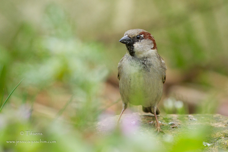 Moineau domestique - Passer domesticus (Mazères - Ariège) &copy; Jessica Joachim