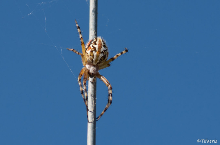Aculepeira armida &copy; Jessica Joachim