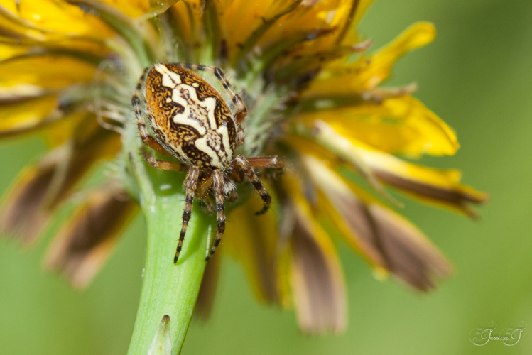 Aculepeira ceropegia &copy; Jessica Joachim