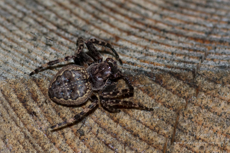 Épeire des fissures - Nuctenea umbratica &copy; Jessica Joachim