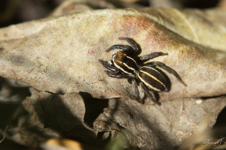 Phlegra bresnieri &copy; Jessica Joachim