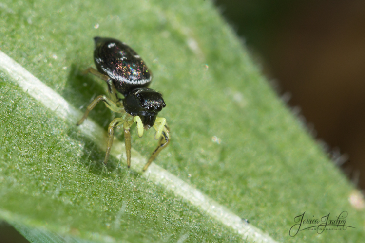 Saltique cuivré - Heliophanus cupreus (femelle - Mazères - Ariège) &copy; Jessica Joachim