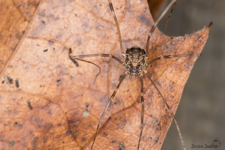 Leiobunum blackwallii &copy; Jessica Joachim