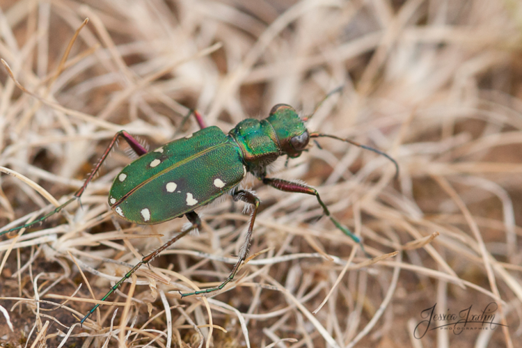 Cicindèle champêtre - Cicindela campestris &copy; Jessica Joachim