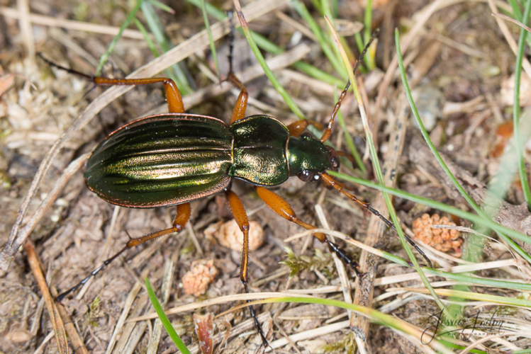 Carabe doré - Carabus auratu (Le Travet - Tarn) &copy; Jessica Joachim