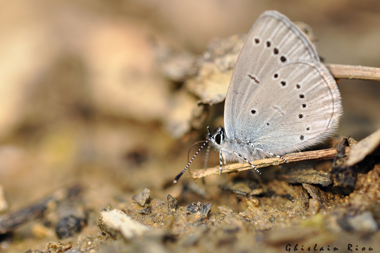 Cupido minimus, 8 avril 2011, Simorre 32 &copy; Ghislain Riou