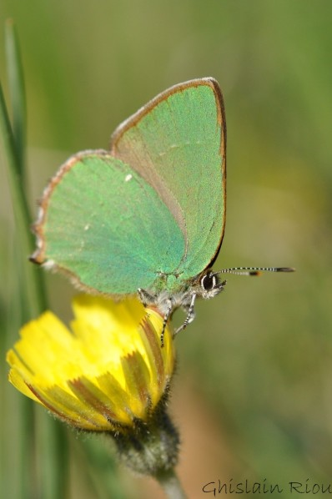 Callophrys rubi, Montesquiou 32 &copy; Ghislain Riou