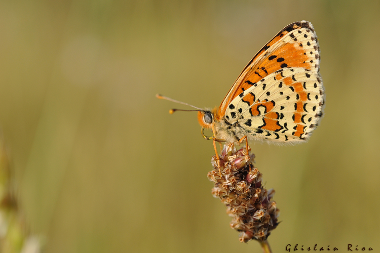 Melitaea didyma, mai 2011, Montesquiou 32 &copy; Ghislain Riou