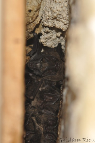 Barbastella barbastellus, l'Isle-de-Noé 32 &copy; Ghislain Riou