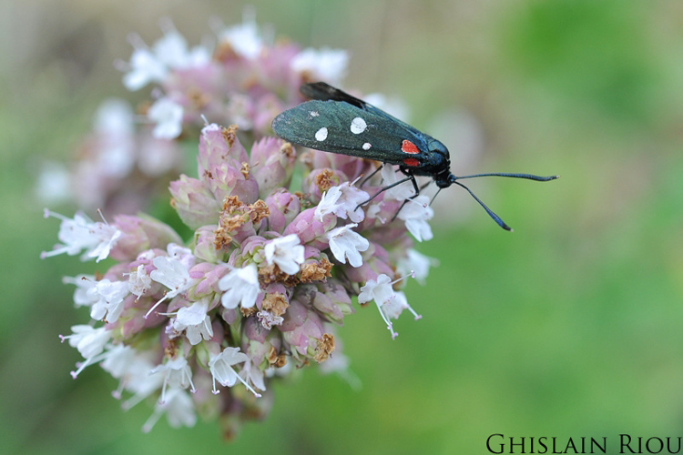 Zygaena ephialtes, forme ephialtoides, Joncels 34 &copy; Ghislain Riou