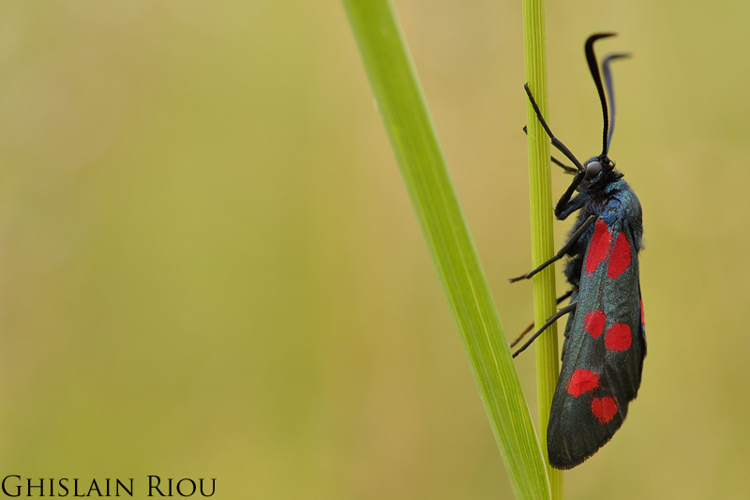 Zygaena filipendulae, Auch 32 &copy; Ghislain Riou