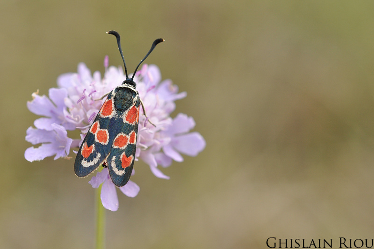 Zygaena occitanica, Montesquiou 32 &copy; Ghislain Riou