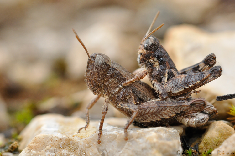 Pezotettix giornae accouplement, Cénevières 46 &copy; Ghislain Riou